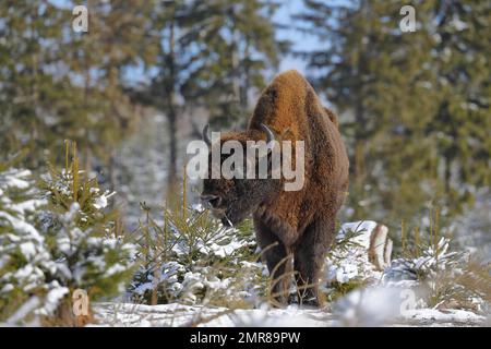 Bison, Europäischer Bison (Bison bonasus), Stier, im Winter in einem schneebedeckten Fichtenwald, Rothaarsteig, Rothaargebirge, Nordrhein-Westfalen Stockfoto