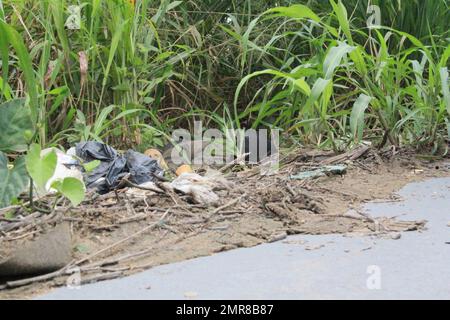 Manaus, Amazonas, Brasilien. 31. Januar 2023. (INT) Ein Teenager soll in Manaus entführt und ermordet worden sein. 31. Januar 2023, Manaus, Amazona, Brasilien: Mit sieben Schüssen wurde der Teenager Bryan Azevedo Dantas, 17 Jahre alt, am Dienstag (31) Morgen tot in einem bewaldeten Bereich der Avenida Oitis, im Industriebezirk 2, östlich von Manaus, aufgefunden. Der Verdächtige ist, dass der junge Mann entführt und ermordet wurde, bei einer möglichen Einigung über Drogenhandel. Der Fall wird von der Spezialpolizei für Tötung und Entführung (DEHS) untersucht.Kredit: Josemar Antunes/Thenews2 (Cre Stockfoto