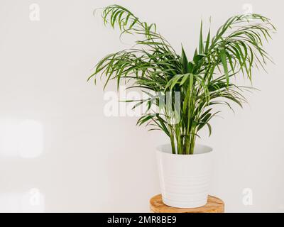 Areca Palm Hauspflanze in weißem Keramiktopf auf Holzhocker vor der weißen Wand. Selektiver Fokus. Speicherplatz kopieren Stockfoto