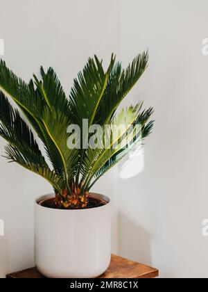 Cycas-Revoluta-Hauspflanze in weissem Keramiktopf auf Holzhocker vor der weißen Wand. Selektiver Fokus. Speicherplatz kopieren Stockfoto