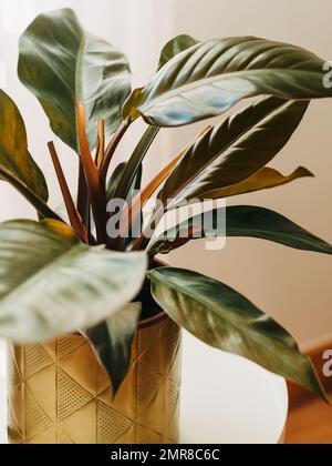 Philodendron Imperial Red Hauspflanze in goldenem Metalltopf auf weißem Tisch. Selektiver Fokus. Stockfoto