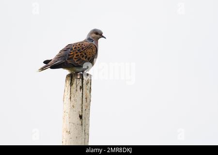 Schildkrötentaube (Streptopelia turtur), sitzt auf einer Stange, Emsland, Niedersachsen, Deutschland, Europa Stockfoto