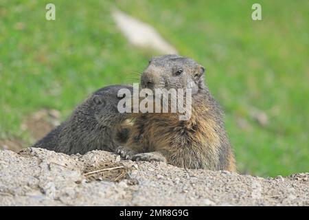 Marmot (Marmota), Jungtier vor der Höhle, Karls, Tirol, Österreich, Europa Stockfoto