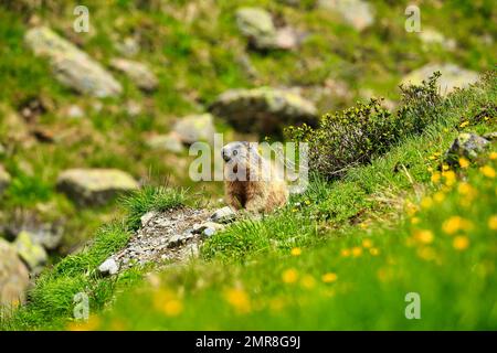 Marmot (Marmota), vor der Höhle, Karls, Tirol, Österreich, Europa Stockfoto