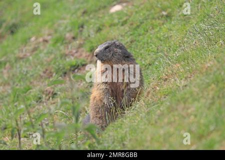 Marmot (Marmota), vor der Höhle, Karls, Tirol, Österreich, Europa Stockfoto