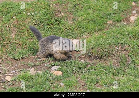 Marmot (Marmota), Jungtier vor der Höhle, Karls, Tirol, Österreich, Europa Stockfoto