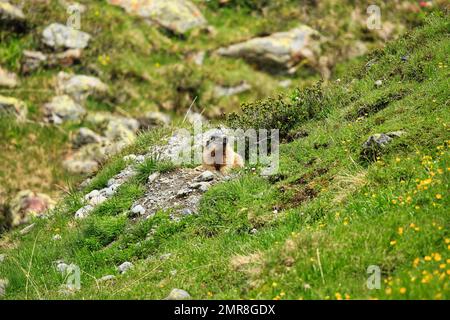 Marmot (Marmota), vor der Höhle, Karls, Tirol, Österreich, Europa Stockfoto