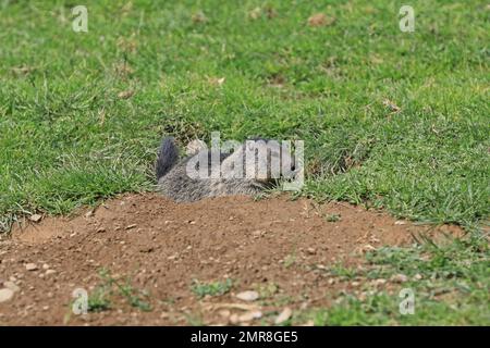 Marmot (Marmota), Jungtier vor der Höhle, Karls, Tirol, Österreich, Europa Stockfoto