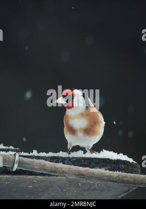 Europäischer Goldfink (Carduelis carduelis) auf einem Vogelhaus im Winter, Ternitz, Niederösterreich, Österreich, Europa Stockfoto