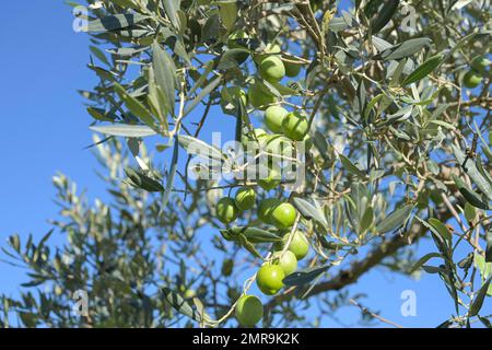 Oliven auf dem Zweig, Sizilien, Italien, Europa Stockfoto