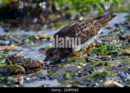 Ruddy Turnstone (Arenaria interpres), Winterzucht, Futtersuche, Texelinsel, Niederlande Stockfoto