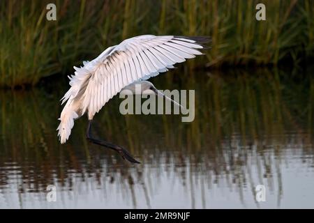 Löffelschlange (Platalea leucorodia), Jungvogel, nähert sich, Texel-Insel, Niederlande Stockfoto