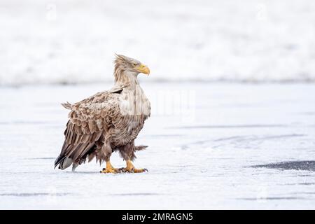 Weißwedeladler (Haliaeetus albicilla), weibliche Futtersucherei, gefrorener See, Frost, Eis, Jagd, Jagd, Greifvogeljagd, Zentralpolen Stockfoto