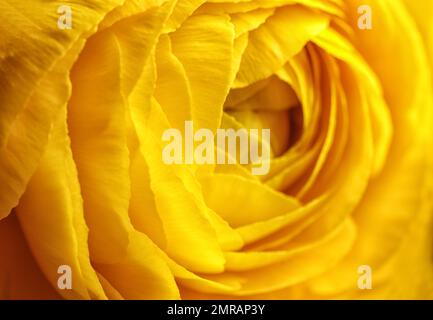 Nahaufnahme der wunderschönen blühenden Ranunculus-Blume als Hintergrund. Einrichtung mit Blumenmuster Stockfoto