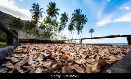 Die in der Sonne trocknenden Kokosnüsse im Hanapaaoa-Tal in Hiva OA, Marquesas-Inseln, Französisch-Polynesien Stockfoto