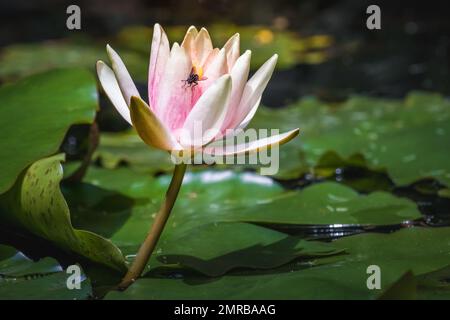 Fliege landete über der wunderschönen Rosa Lotus Wasserlilie Nymphaea, die in einem Teich schwimmend Stockfoto