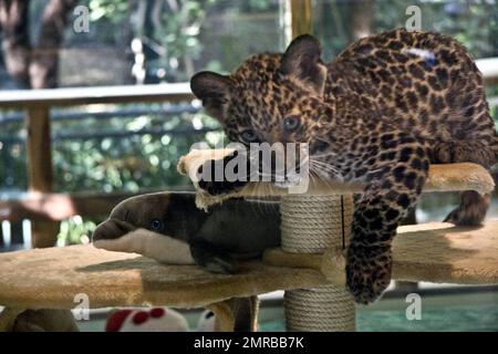 Siegfried und Roy heißen Java willkommen! Java das Leopardenjunge ist die neueste Ausgabe von Siegfried & Roy's Secret Garden and Dolphin Habitat. Das männliche Leopardenjunge wurde am 19. November 2008 geboren und ist Nachkomme von Asabi und Mu-gamba, zwei Leoparden, die in ihrem Lebensraum leben und aus ihrem zweiten Wurf stammen. Java war während seiner Enthüllung sehr verspielt und steht unter ständiger Aufsicht durch das Personal der Einrichtung, um sicherzustellen, dass er gesund und glücklich ist. Las Vegas, Nevada 2/11/09. Stockfoto