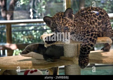 Siegfried und Roy heißen Java willkommen! Java das Leopardenjunge ist die neueste Ausgabe von Siegfried & Roy's Secret Garden and Dolphin Habitat. Das männliche Leopardenjunge wurde am 19. November 2008 geboren und ist Nachkomme von Asabi und Mu-gamba, zwei Leoparden, die in ihrem Lebensraum leben und aus ihrem zweiten Wurf stammen. Java war während seiner Enthüllung sehr verspielt und steht unter ständiger Aufsicht durch das Personal der Einrichtung, um sicherzustellen, dass er gesund und glücklich ist. Las Vegas, Nevada 2/11/09. Stockfoto