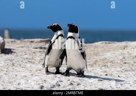 Eine Nahaufnahme von ein paar afrikanischen Pinguinen, die am Sandstrand von Boulders Beach in Südafrika spazieren Stockfoto