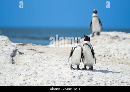 Ein paar afrikanische Pinguine, die an einem Felsenstrand von Boulders Beach in Südafrika spazieren Stockfoto