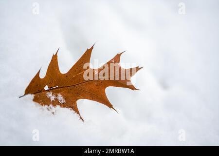 Der alte seneszierende Ahornblatt im Schnee Stockfoto
