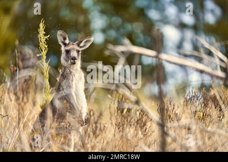 Ein flacher Fokus auf ein östliches graues Känguru, das zwischen langem, trockenem Gras im Wald mit unscharfem Hintergrund steht Stockfoto