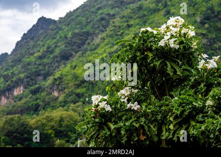 Ein Strauch von Plumeria pudica-Blumen auf dem Hintergrund eines grünen Hügels Stockfoto