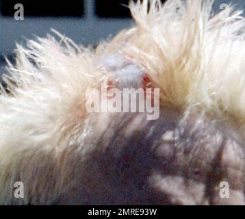 Exklusiv!! Was für ein mieser Haarschnitt, Johnny! Wir erwischten John Lydon, alias Johnny Rotten, für einen Spaziergang in einer Farmer-Jeanshose und einem seltsamen Haarschnitt, der fast aussah, als ob er blutete. Los Angeles, Kalifornien, 6/6/07. Stockfoto