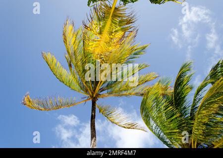 Kokosnusspalmen in Guna Yala durch Passatwinde Stockfoto