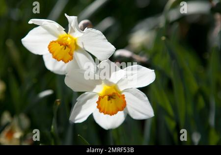 Narzissen/Narzissen-Blüten, Nahaufnahme Stockfoto