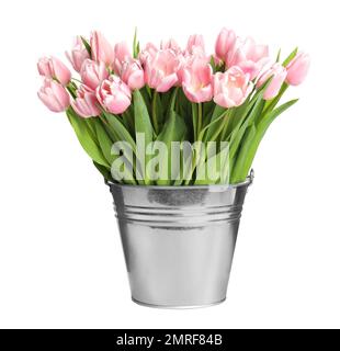 Wunderschöne rosa Frühlingstuppen im Eimer isoliert auf Weiß Stockfoto