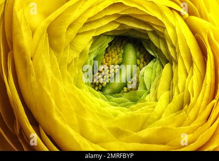 Nahaufnahme der wunderschönen blühenden Ranunculus-Blume als Hintergrund. Einrichtung mit Blumenmuster Stockfoto