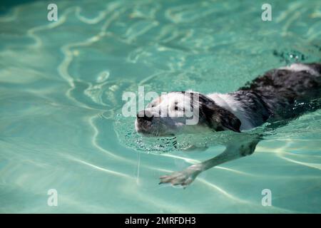 Catahoula Leopard Hund schwimmt im Pool Stockfoto