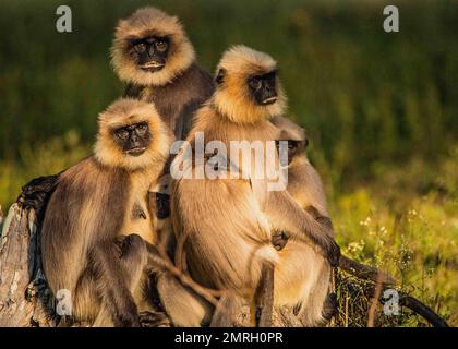 Affen und Graue Magier sind im Wald. Sri Lanka Stockfoto