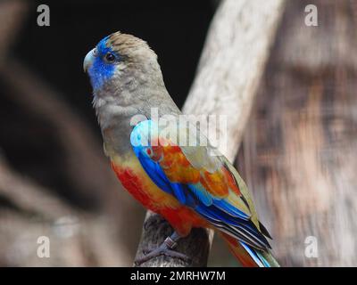 Bemerkenswerter, wunderbarer Bluebonnet-Papagei mit leuchtenden Augen und glitzerndem Gefieder. Stockfoto