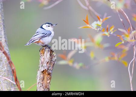 Weißer, gebürsteter Nacktschwanz, hoch oben auf einem Baum Stockfoto