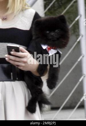 Kelly Osbourne trägt ihren Hund in einem kleinen Hundeanzug und verhandelt sorgfältig mit Hilfe eines Freundes über die Treppen vor den Studios der „Chelsea Letzt Show“. Los Angeles, Kalifornien. 5/16/11. Stockfoto