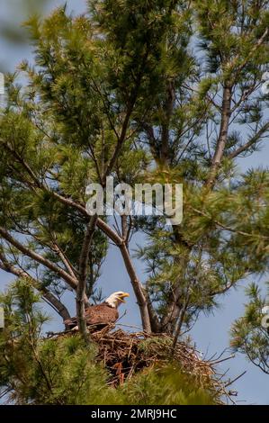 Vadnais Heights, Minnesota. John H. Allison Forest. Ein erwachsener Weißkopfseeadler, Haliaeetus leucocephalus, steht im Nest. Stockfoto