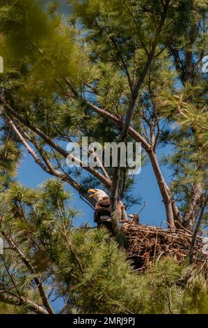 Vadnais Heights, Minnesota. Adulte Weißkopfadler; Haliaeetus leucocephalus im Nest mit Adler. Stockfoto