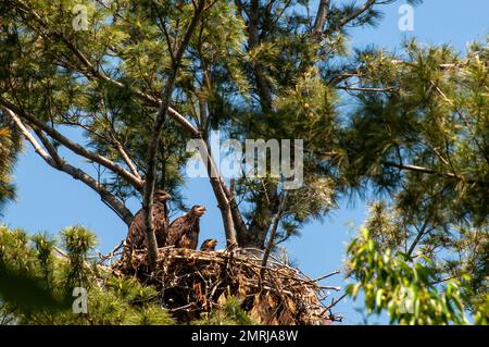 Vadnais Heights, Minnesota. Drei Weißkopfadler-Küken, Haliaeetus leucocephalus, die aus ihrem Nest schauen. Stockfoto