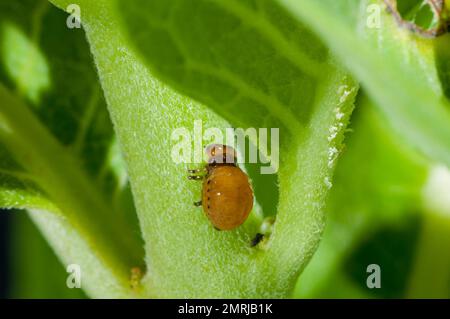 Vadnais Heights, Minnesota; Sumpfmilchkäfer, Labidomera clivicollis. Uber die Milchkrautpflanze. Stockfoto