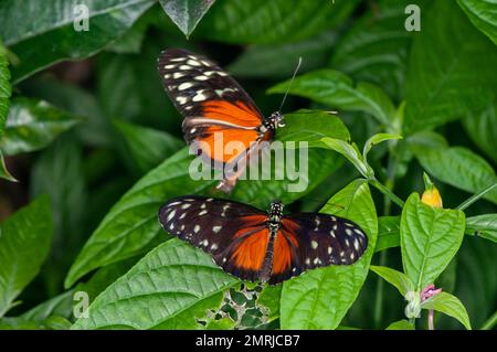 St. Paul, Minnesota. Como Park Schmetterlingsgarten. Ein Tiger-Longwing-Schmetterling, Heliconius Hecale, der sich mit einem anderen Longwing paaren will. Stockfoto