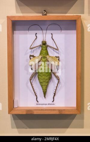 Macinac Island, Micihgan. Schmetterlingshaus. Festsitzendes Exemplar einer malayanischen Dschungelnymphe, Heteropteryx dilatata. Die Jungle Nymph ist die schwerste von allen Stockfoto