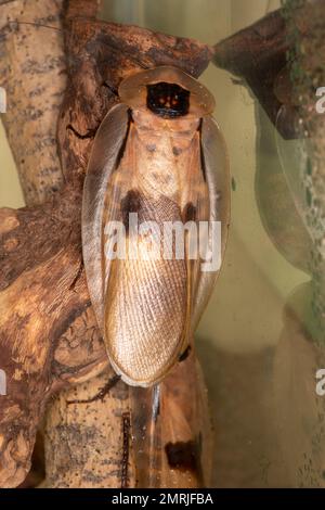 Macinac Island, Micihgan. Schmetterlingshaus. Blaberus giganteus, die zentralamerikanische riesige Höhlenkakerne, ist eine der größten der Welt. Stockfoto