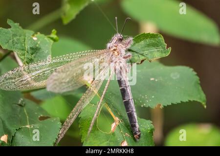 Distoleon tetragrammicus, eine Antlionenart der Neuropterenfamilie Myrmeleontidae. Erwachsener Antlion Lacewing, Ameise Löwe, nah beieinander Stockfoto