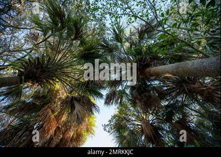 Baldachin von Cabbage Palm - Sabal Palmetto - Fronds im Green Cay Nature Center und Feuchtgebieten in klarem Morgenlicht. Stockfoto