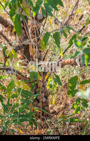 So viele Schnecken sitzen auf dem Busch Stockfoto