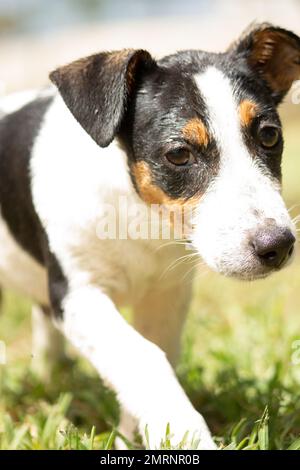 Eine Nahaufnahme eines süßen schwarz-weißen Welpen Stockfoto