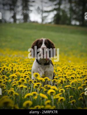 Ein vertikaler Schuss eines englischen springer-Spaniel in einem Löwenfeld Stockfoto