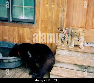 Hast du je von einem Löwen-Tiger und einem Bären gehört, die in perfekter Harmonie zusammenleben? Im Jahr 2001 wurden ein Baby-Schwarzbärchen, Baloo, ein Löwenjunges, Leo und ein Tigerjunges, Shere Khan nur zwei Monate alt, als sie in Noah's Ark Animal Rehabilitation Center in Locust Grove, Georgia, lebten. Die Tiere wurden während einer Drogenrazzia gerettet, sie wurden von den Drogenbaronen als Statussymbol gehalten und seitdem zusammen aufgezogen. „Wir hätten sie trennen können, aber da sie als eine Art Familie kamen, beschloss der Zoo, sie zusammenzuhalten“, sagte Diane Smith, Assistant Director der Noah's Ark zo Stockfoto